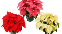 The Stride Avenue Community Council is hosting 2 winter fundraisers: Poinsettias and Purdy’s Chocolates. Funds raised will help support programs and events for the students at Stride.       […]