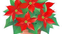 If you ordered a poinsettia, please come to the Community Room to pick up your plant. We will be in the room after school today and after the evening concert […]
